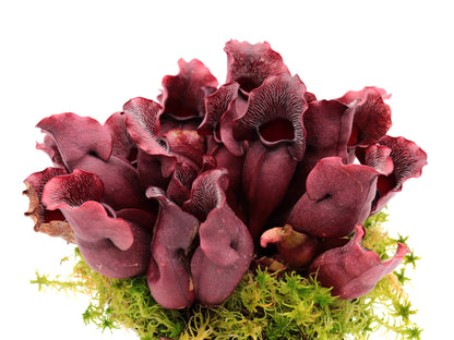PV9 GC Sarracenia purpurea ssp. venosa "Buddha Belly Seedgrow GC SELECTION"