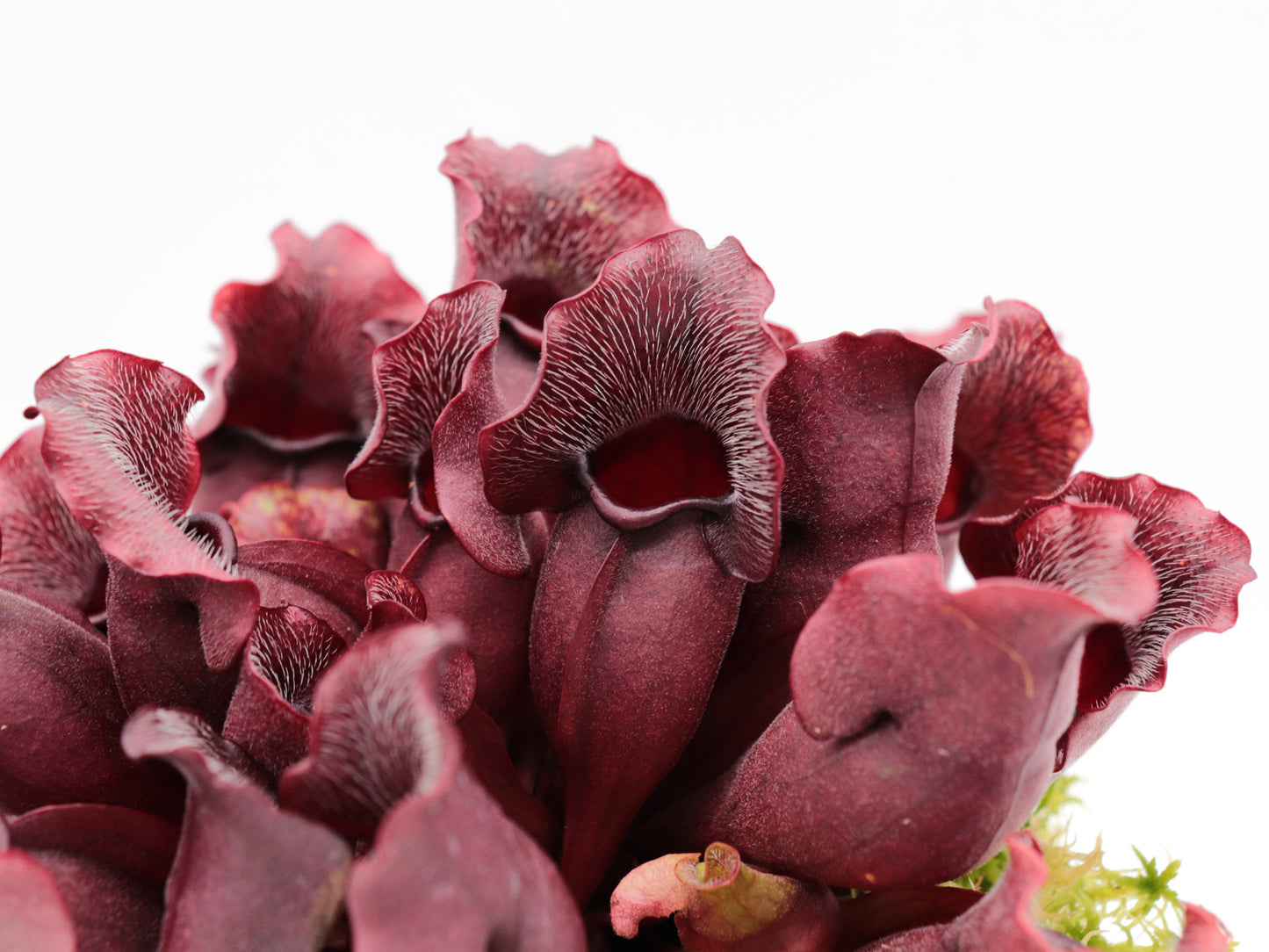 PV9 GC Sarracenia purpurea ssp. venosa "Buddha Belly Seedgrow GC SELECTION"
