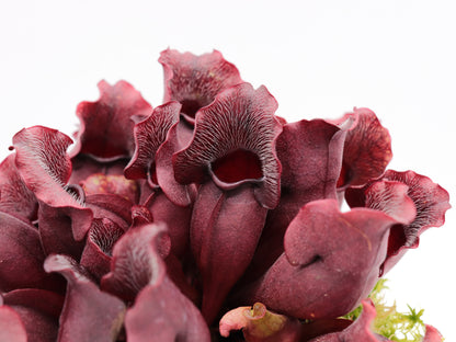 PV9 GC Sarracenia purpurea ssp. venosa "Buddha Belly Seedgrow GC SELECTION"