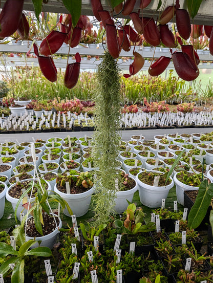 Tillandsia usneoides
