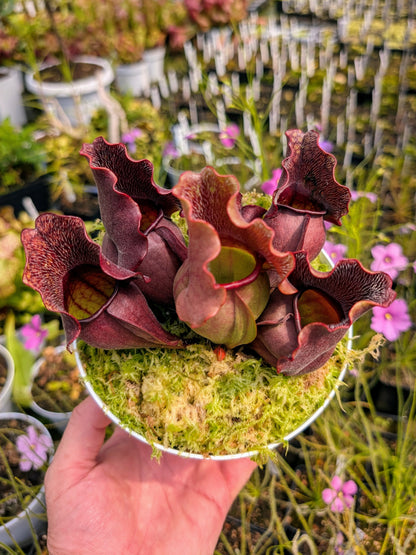 Sarracenia purpurea spp. venosa 'Buddha Belly'