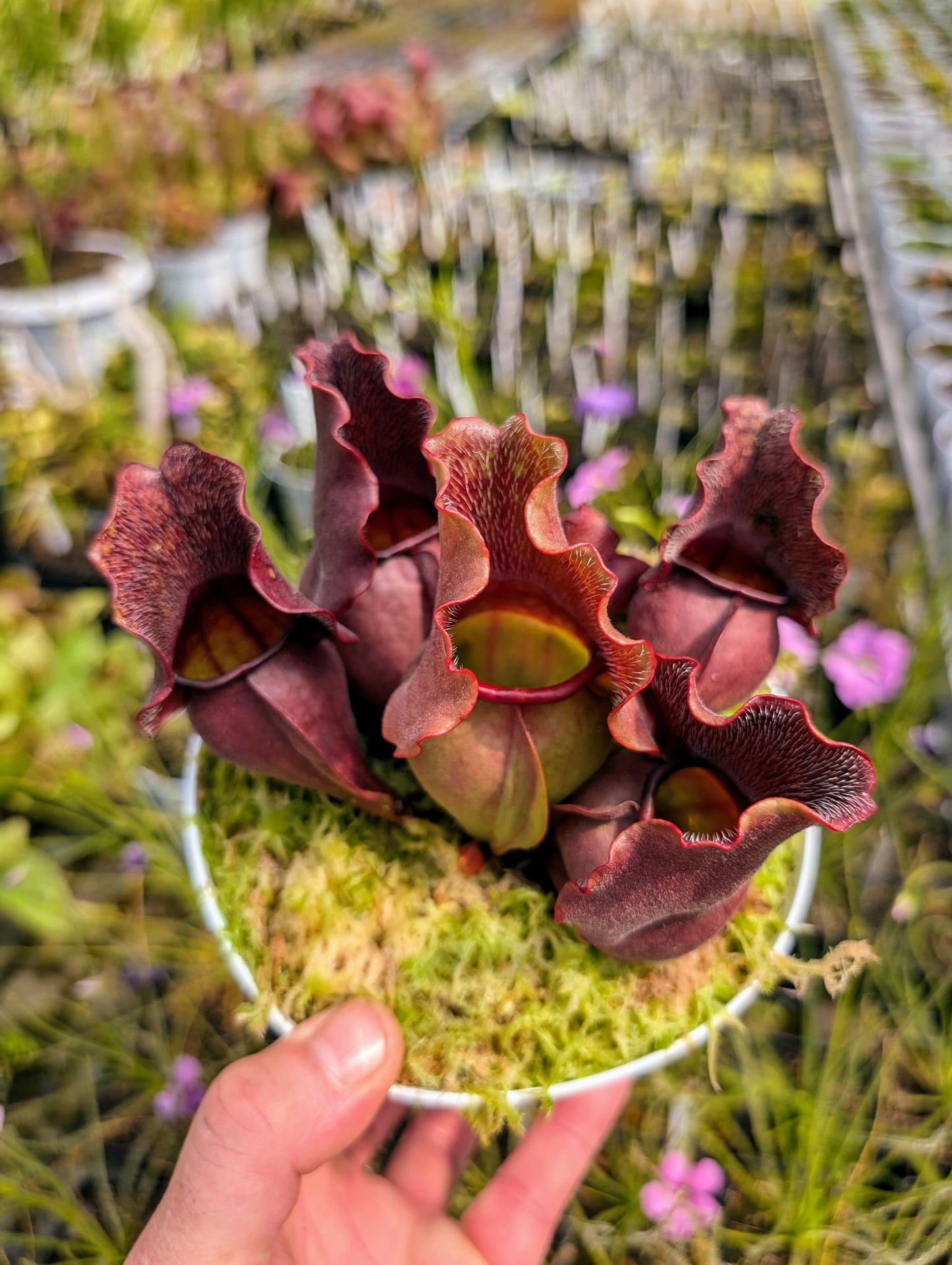 Sarracenia purpurea spp. venosa 'Buddha Belly'