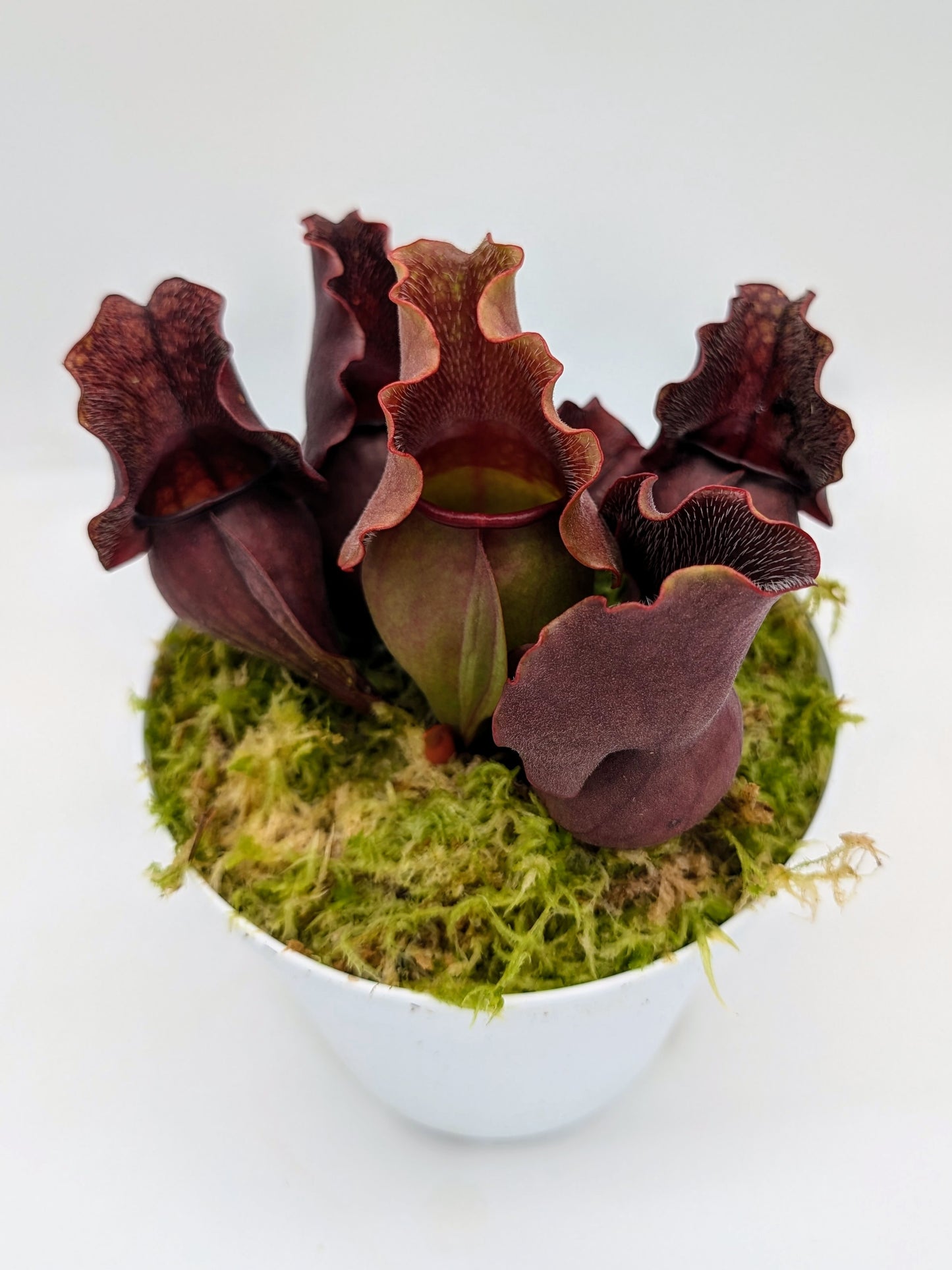 Sarracenia purpurea spp. venosa 'Buddha Belly'