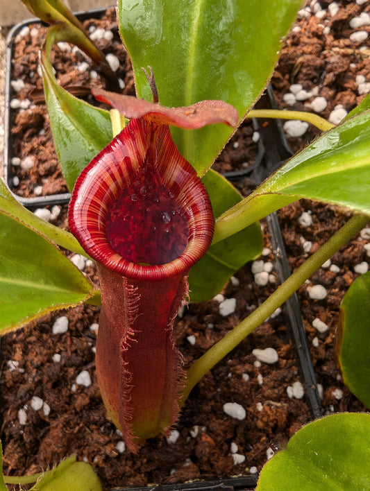 Nepenthes (spathulata x spectabilis "Pinapan") x lowii