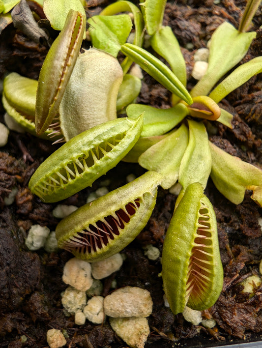 Dionaea muscipula  GJ Maratchi