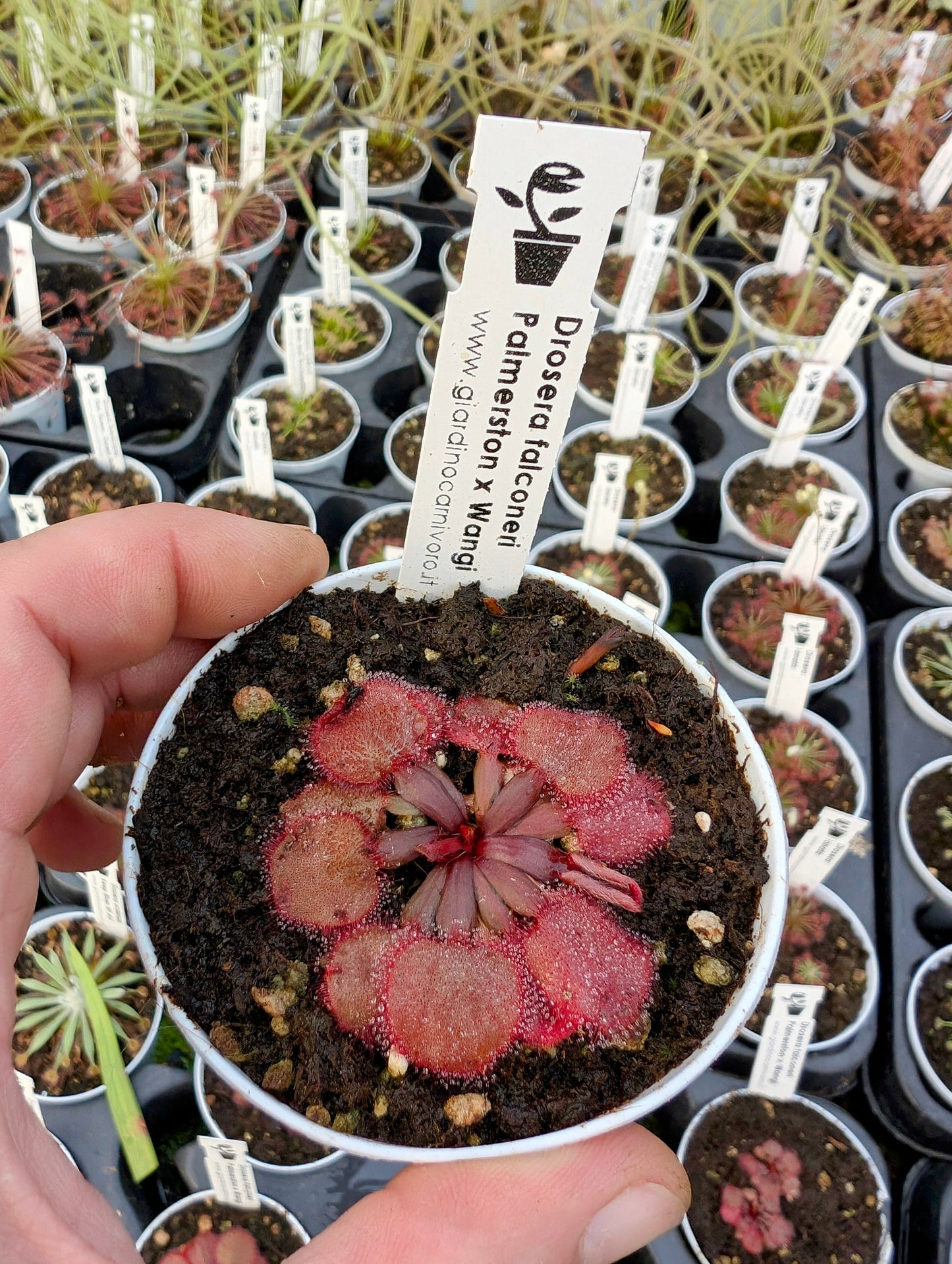 Drosera falconeri  Palmerston x Wangi  NT Australia