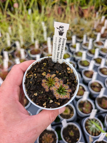 Drosera brevicornis Pink Flower, Darwin River NT Australia