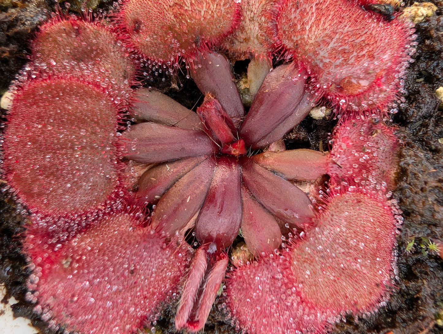 Drosera falconeri  Palmerston x Wangi  NT Australia