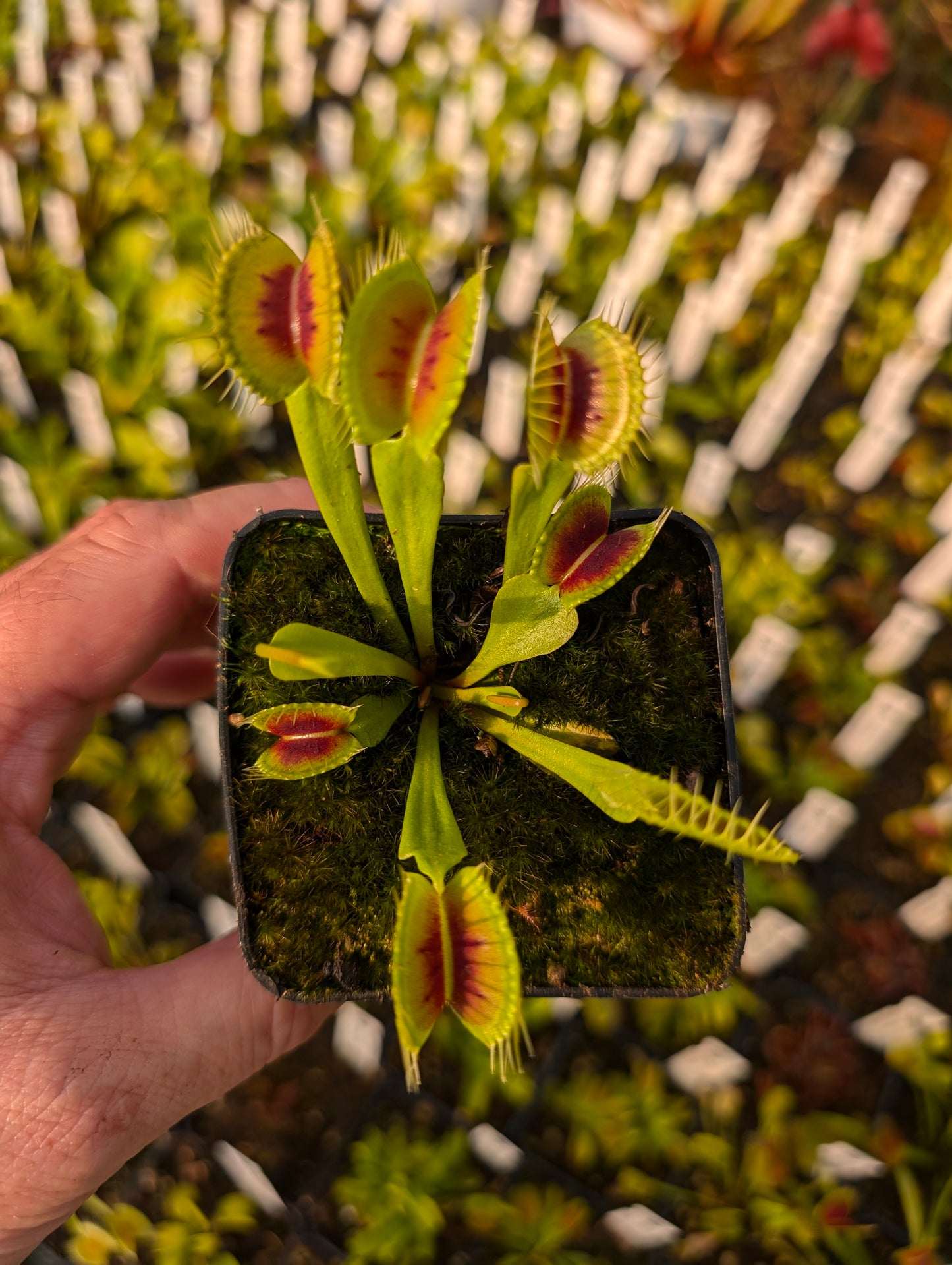 Dionaea muscipula „H3 Giant“
