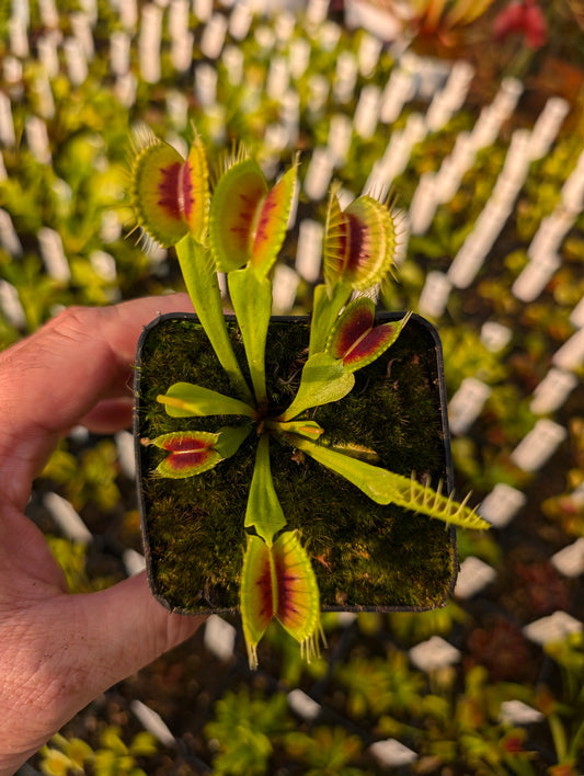 Dionaea muscipula „H3 Giant“
