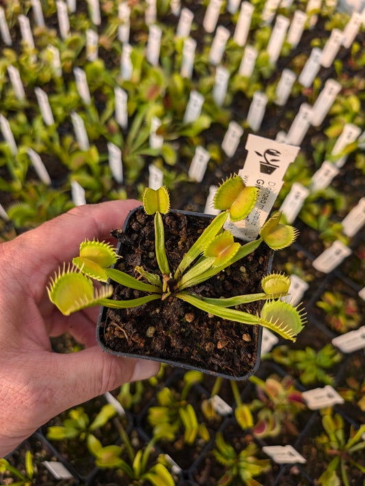 Dionaea muscipula „Riesenwerwolf“