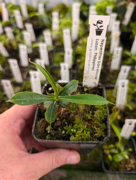 Nepenthes barcelonae Luzon, Philippinen