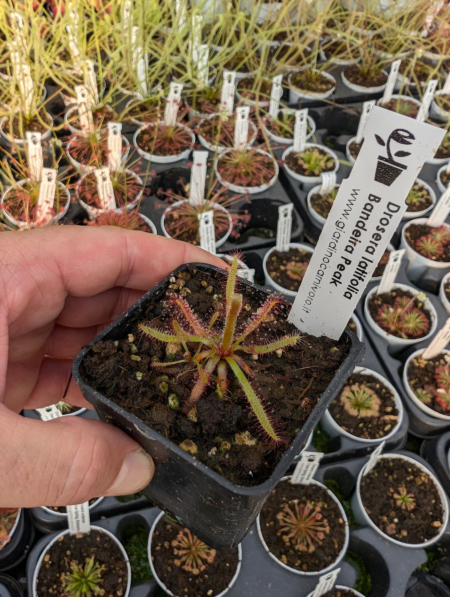 Drosera latifolia   Bandeira Peak, Brazil