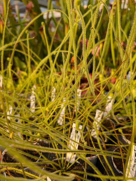 Drosera filiformis var. Tracyi