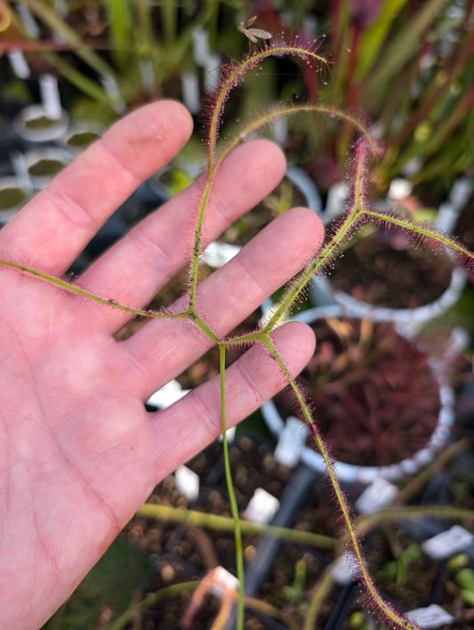 Drosera binata"Octopus" Sehr große Blüten