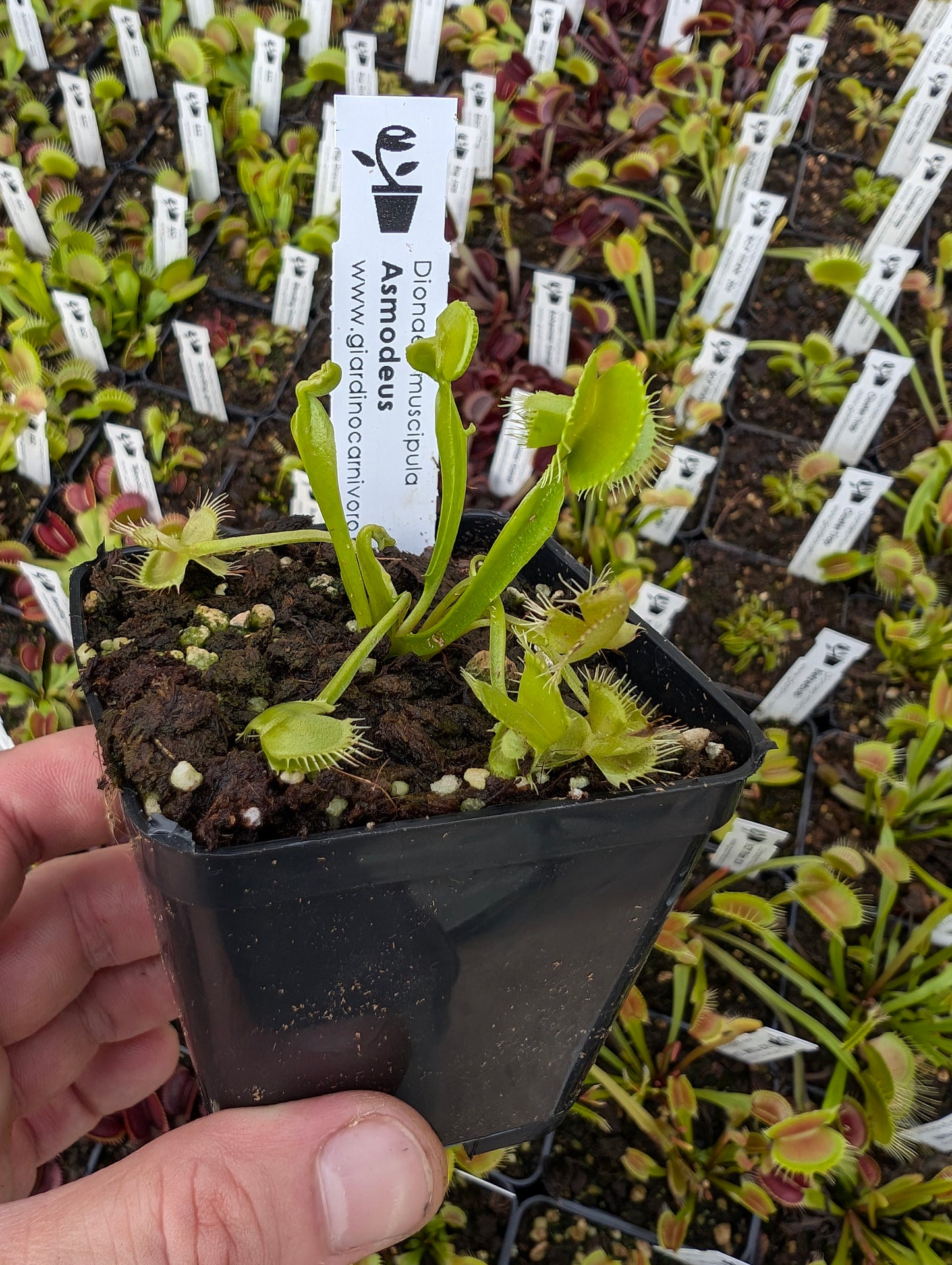 Dionaea muscipula  Asmodeus
