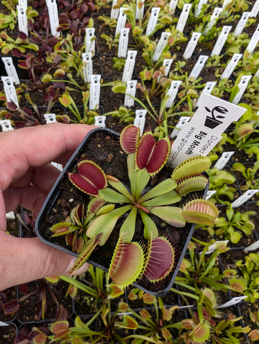 Dionaea muscipula Big Mouth