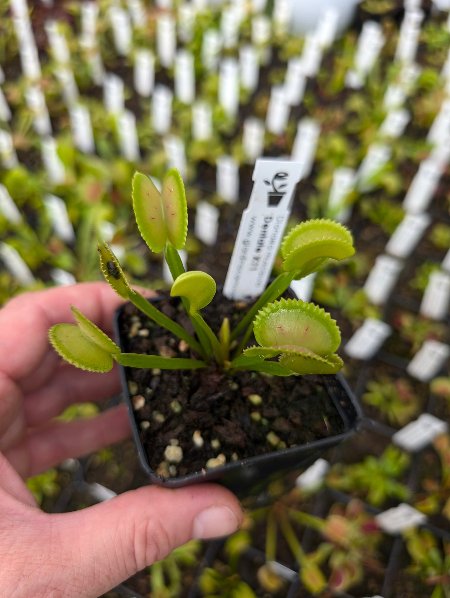 Dionaea muscipula  Dentate X11 BCP