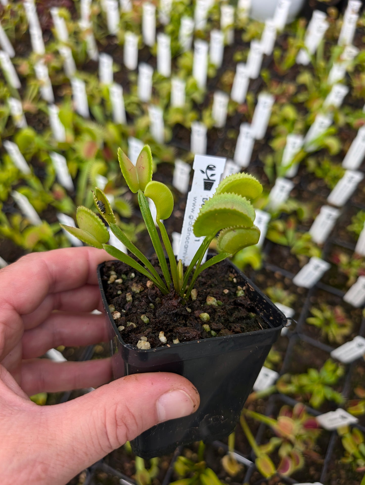 Dionaea muscipula  Dentate X11 BCP