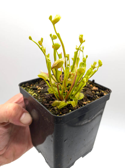 Dionaea muscipula  Phyllopteryx