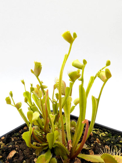 Dionaea muscipula  Phyllopteryx