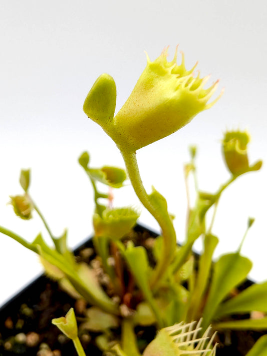 Dionaea muscipula  Phyllopteryx