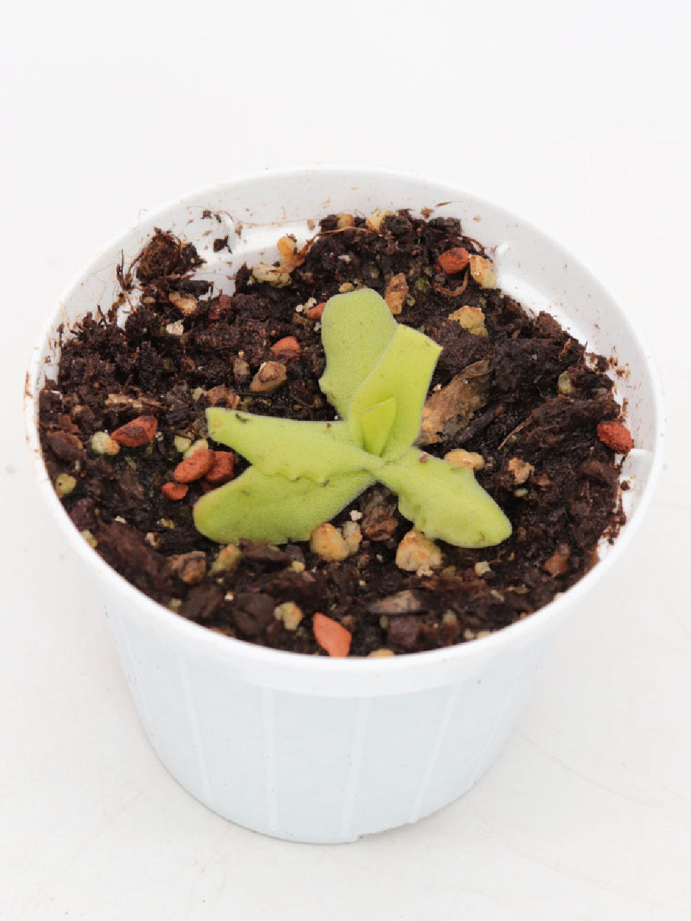 Pinguicula longifolia subsp. longifolia   Ordesa, France