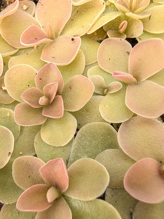 Pinguicula gigantea "Red Leaf" x ehlersiae