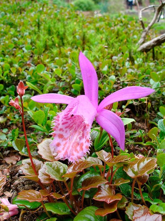Pleione   Winter Hardy orchid