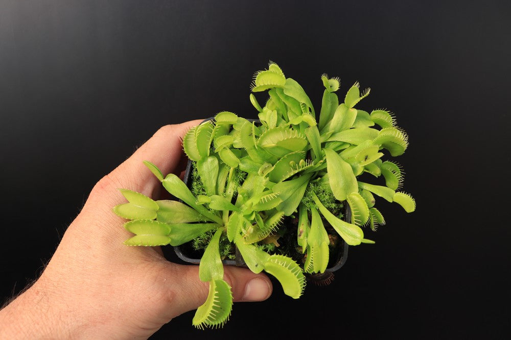 Dionaea muscipula  Rabbit teeth