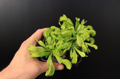Dionaea muscipula  Rabbit teeth