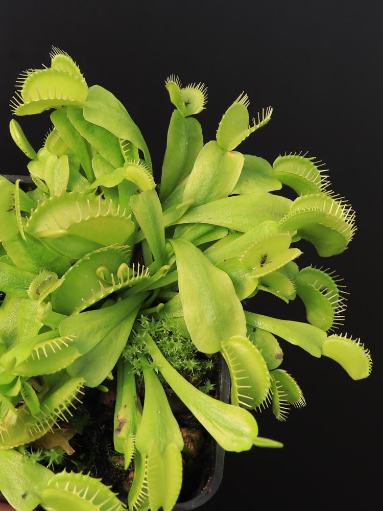 Dionaea muscipula  Rabbit teeth