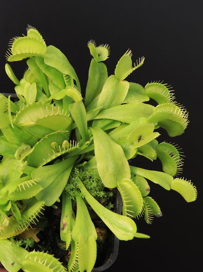 Dionaea muscipula  Rabbit teeth