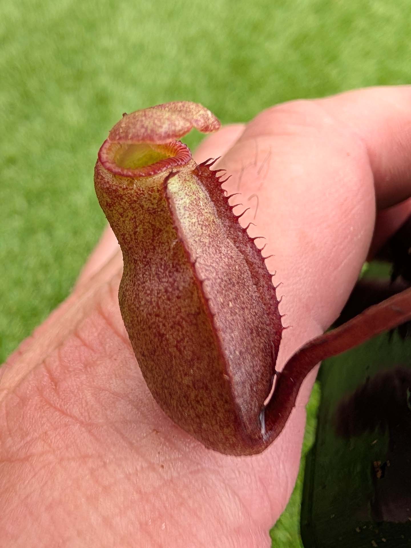 AUKTION 5 : Nepenthes rajah x edwardsiana  BE-4676 Small-Medium Size
