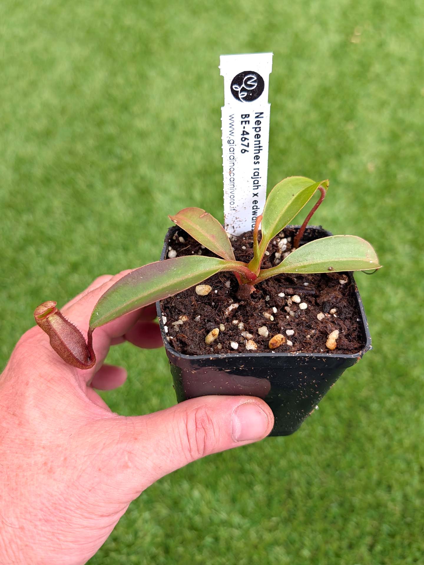 AUKTION 5 : Nepenthes rajah x edwardsiana  BE-4676 Small-Medium Size