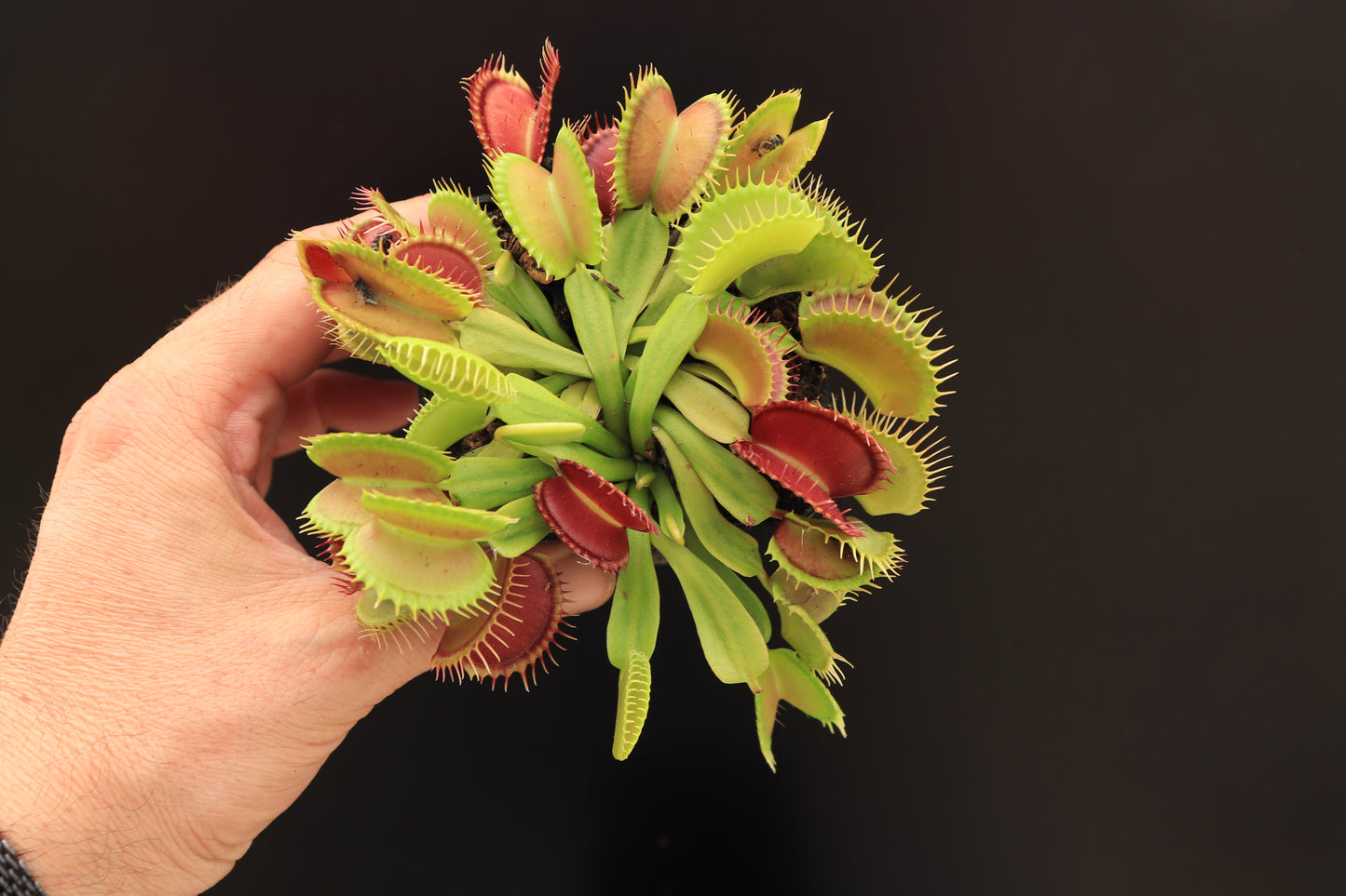 Dionaea muscipula  Raptor