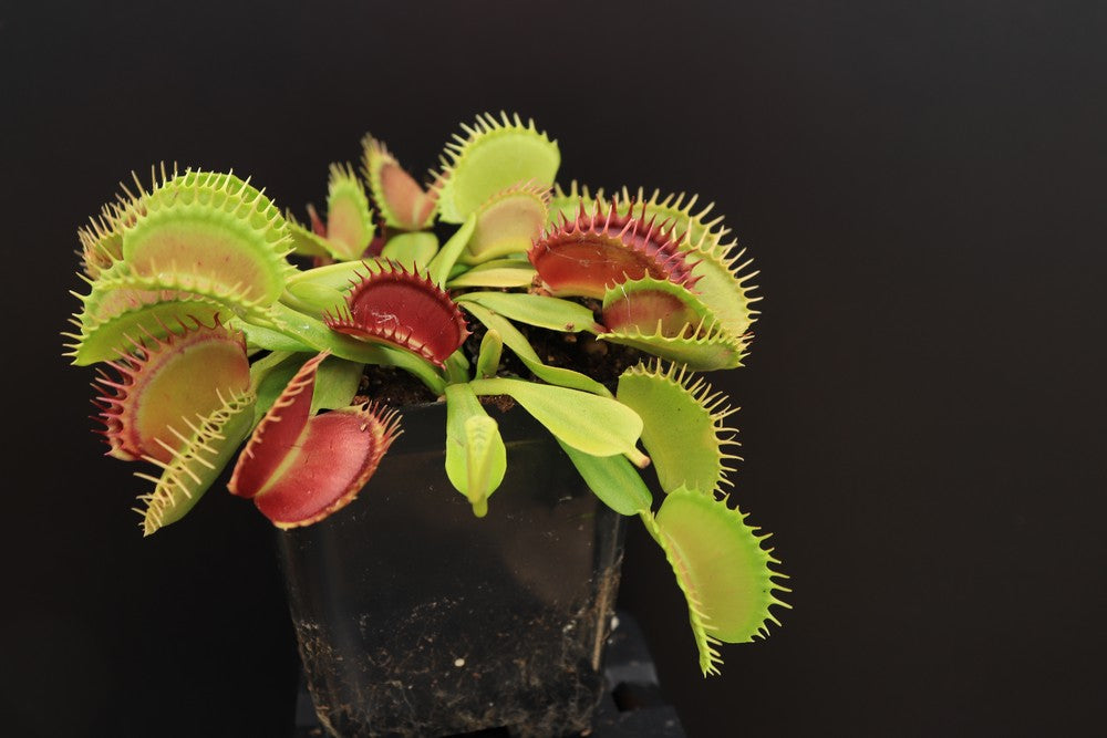 Dionaea muscipula  Raptor