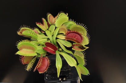 Dionaea muscipula  Raptor