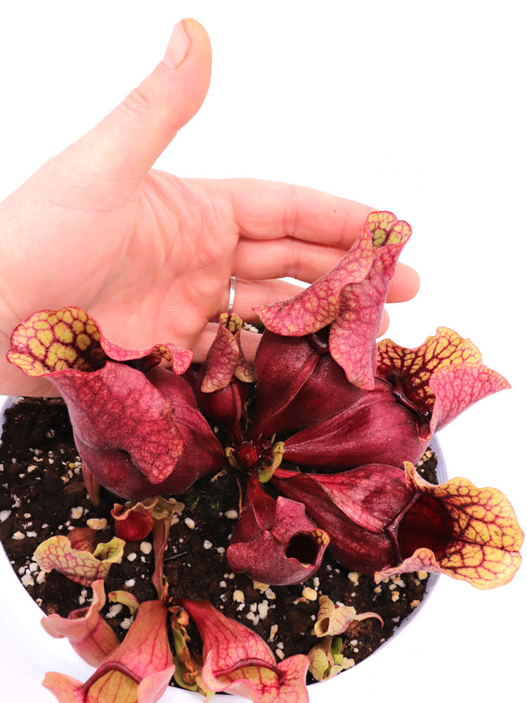 PV8 GC Sarracenia purpurea ssp. venous "Red Bubble"