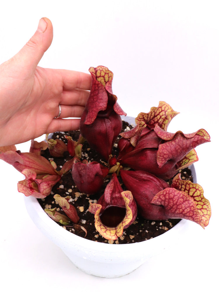PV8 GC Sarracenia purpurea ssp. venous "Red Bubble"