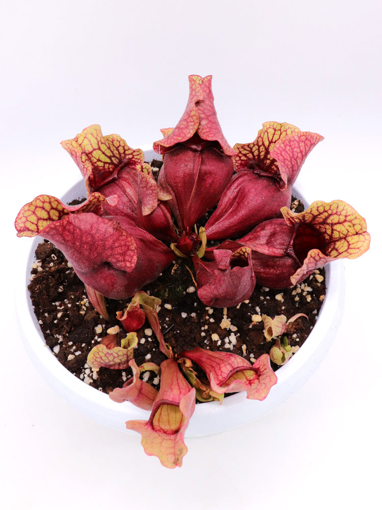 PV8 GC Sarracenia purpurea ssp. venous "Red Bubble"