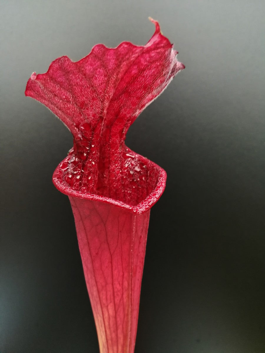 Sarracenia "Red Sumatra"  H45 MK