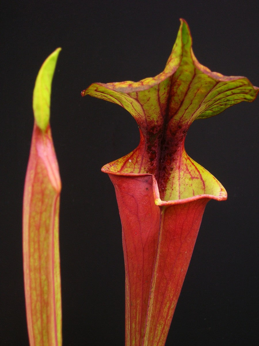 Sarracenia flava var. rubricorpora  "Red tube" Apalachicola FL Dennis Balsdon