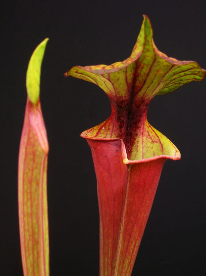 Sarracenia flava var. rubricorpora  "Red tube" Apalachicola FL Dennis Balsdon