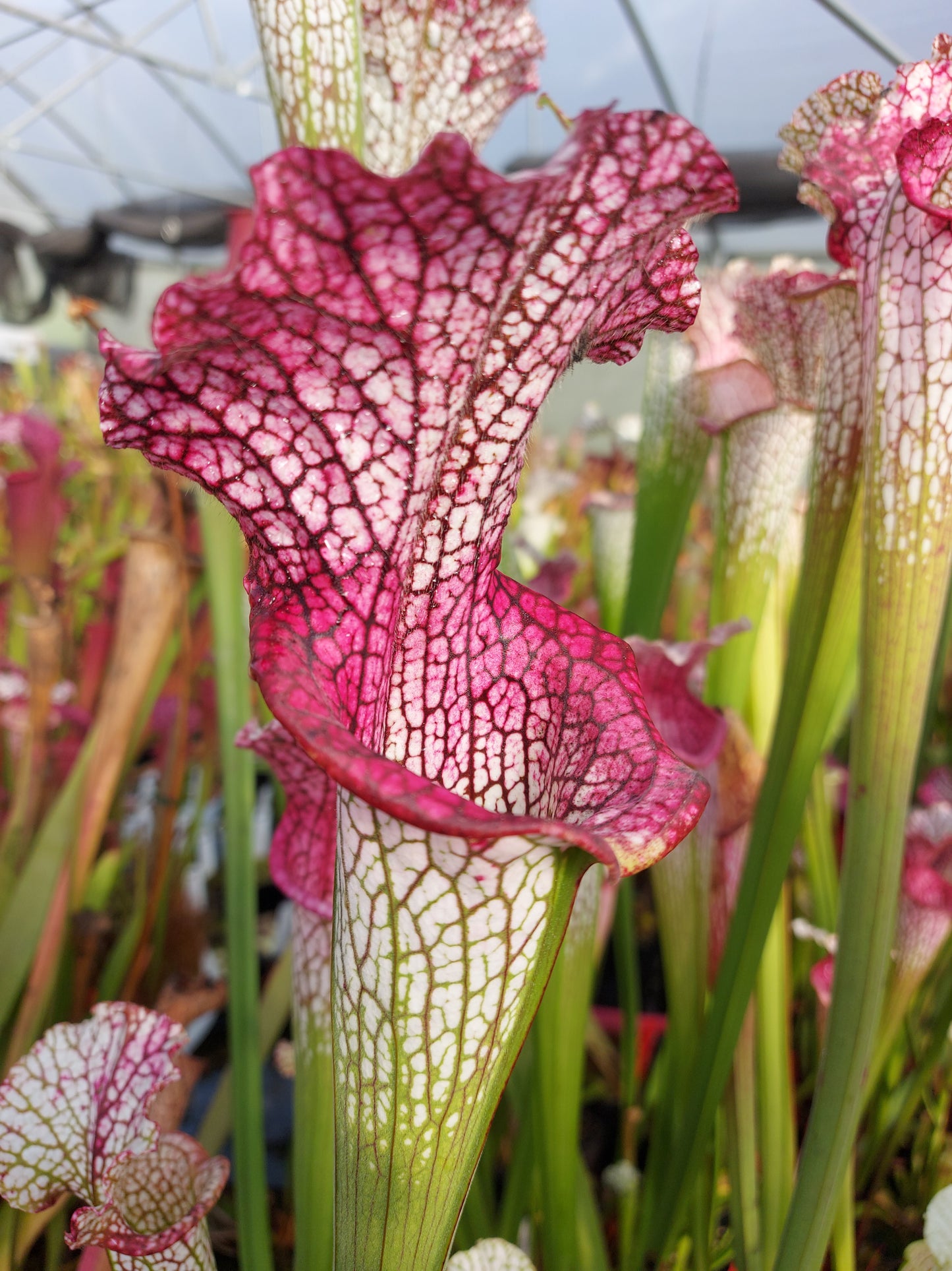 L3 GC  Sarracenia leucophylla "Viper"