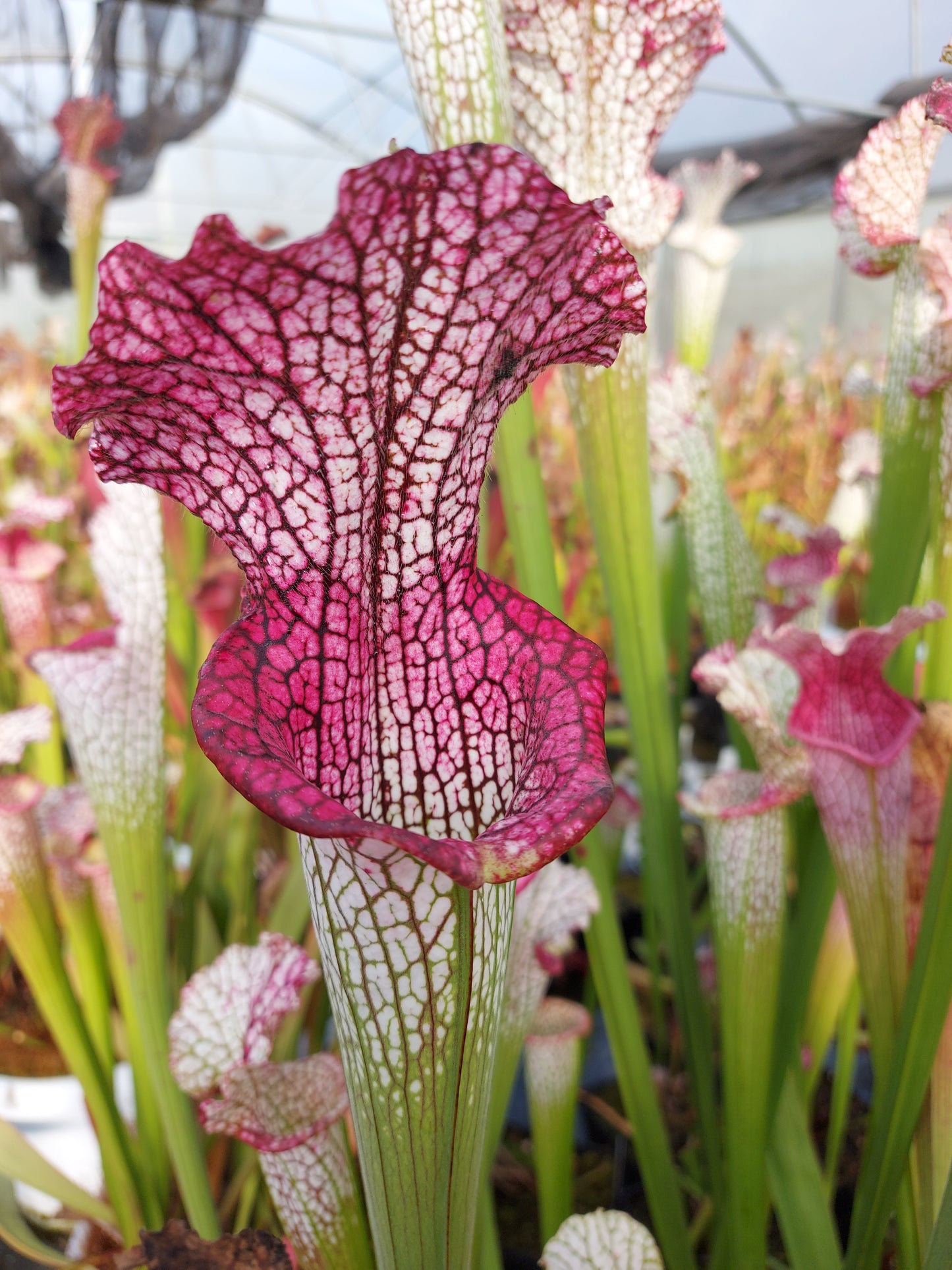 L3 GC  Sarracenia leucophylla "Viper"