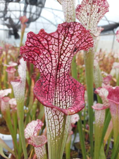 L3 GC  Sarracenia leucophylla "Viper"