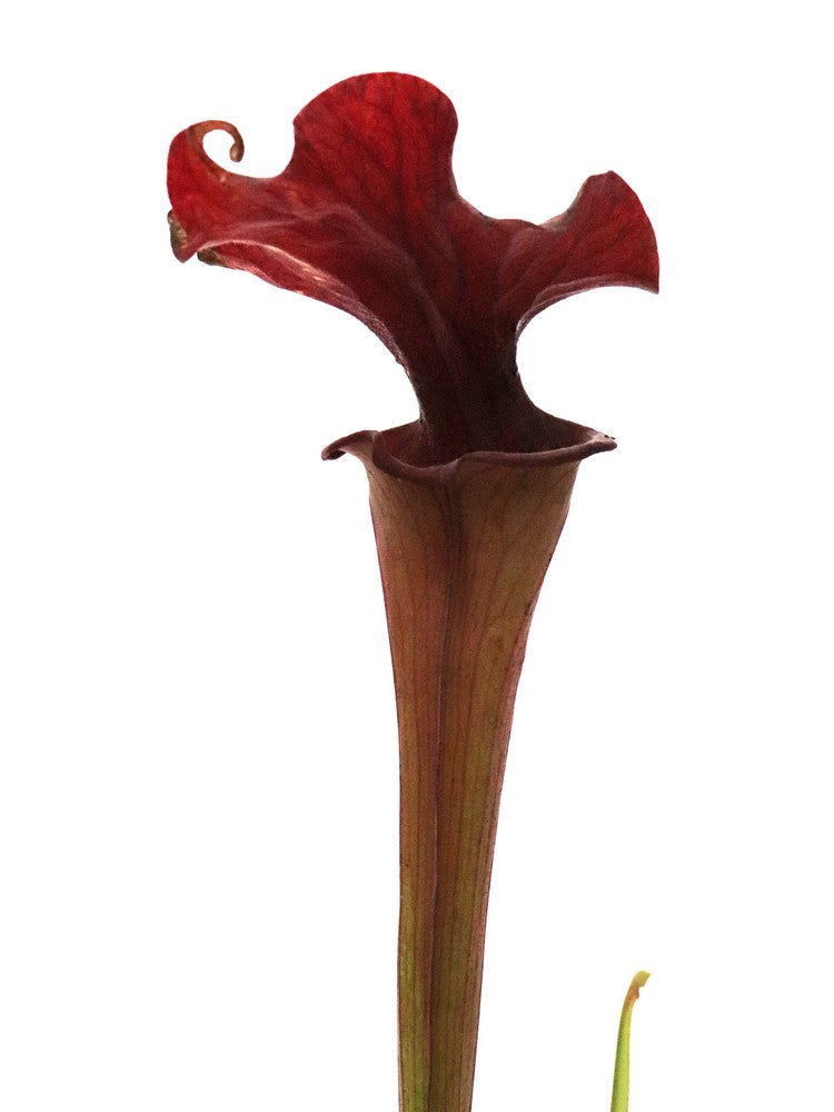 Sarracenia 'Reptilian rose'