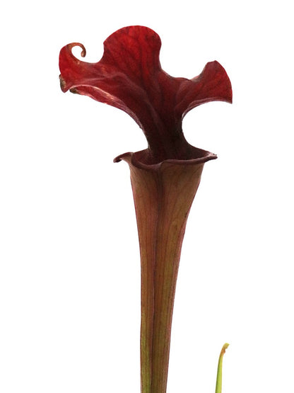 Sarracenia 'Reptilian rose'