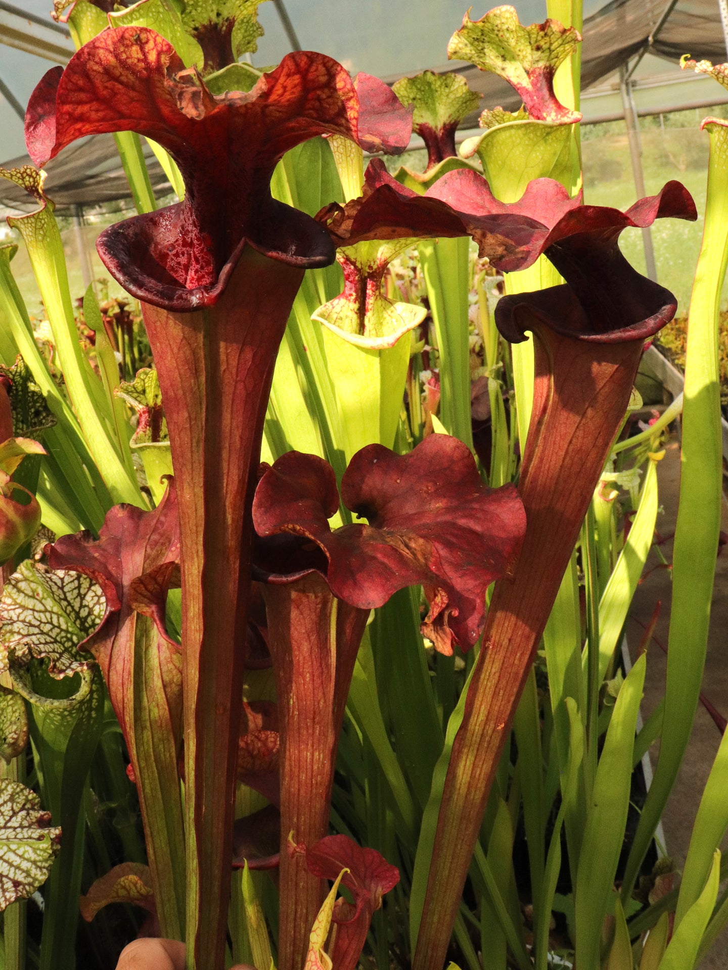 Sarracenia 'Reptilian rose'